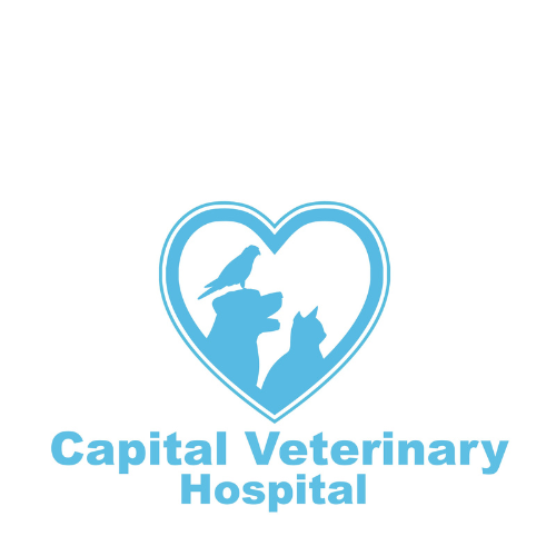 Capital Veterinary Hospital Image